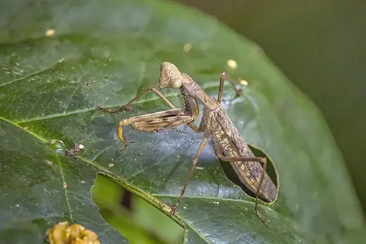 Praying mantis, photo 1 of 3