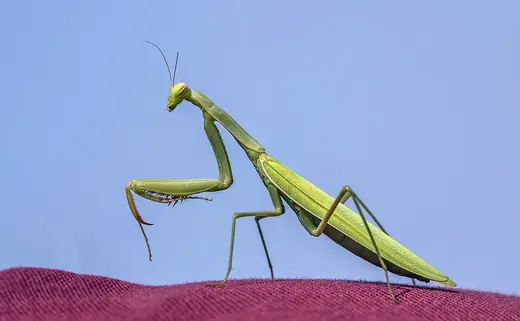 Praying mantis, photo 2 of 3