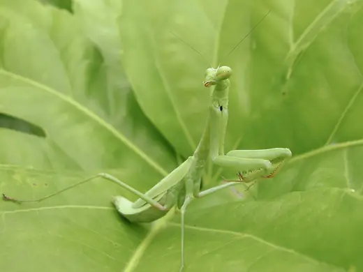 Praying mantis, photo 3 of 3