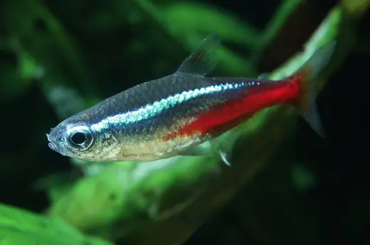 Neon tetra, photo 1 of 3