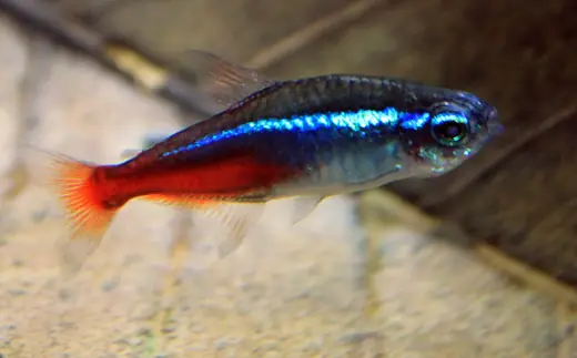 Neon tetra, photo 2 of 3