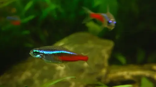 Neon tetra, photo 3 of 3