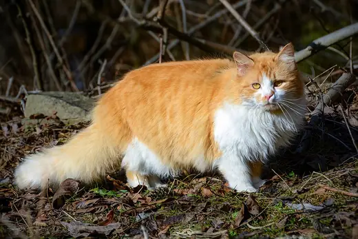 Persian, photo 1 of 3