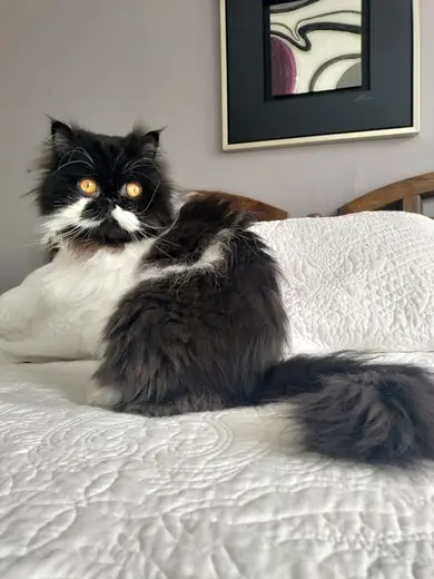 Persian, photo 3 of 3