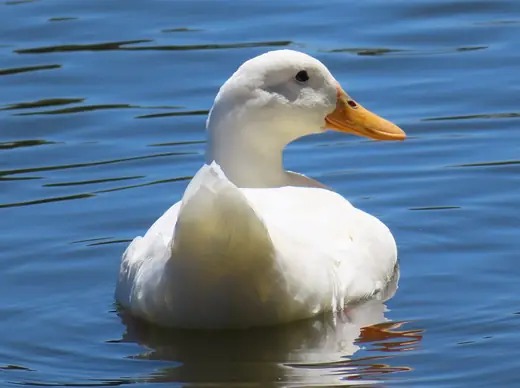 Call duck, photo 1 of 3