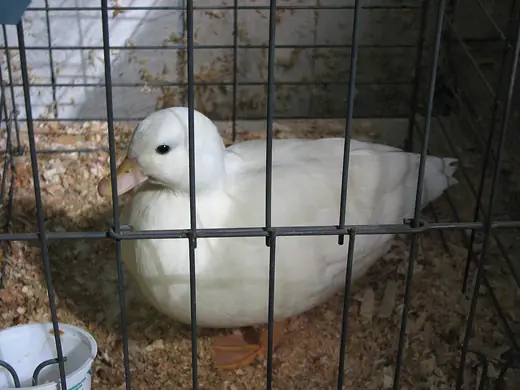 Call duck, photo 2 of 3