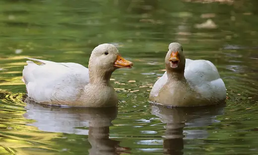 Call duck, photo 3 of 3