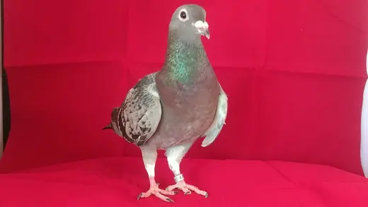 Racing pigeon, photo 1 of 3