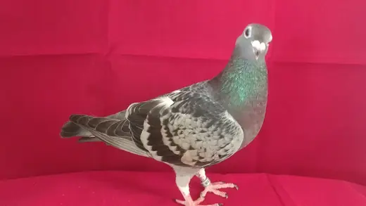 Racing pigeon, photo 2 of 3