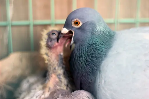 Racing pigeon, photo 3 of 3