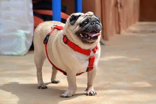 Pug, photo 1 of 3