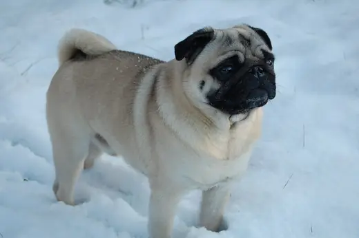 Pug, photo 2 of 3