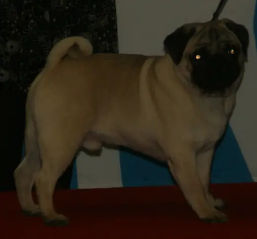 Pug, photo 3 of 3