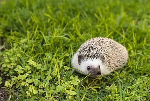 African pygmy hedgehog, photo 1 of 3