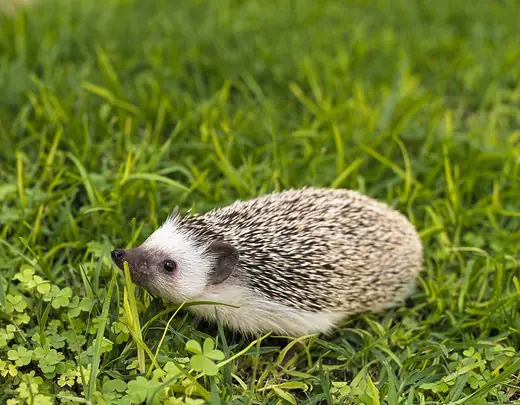 African pygmy hedgehog, photo 2 of 3