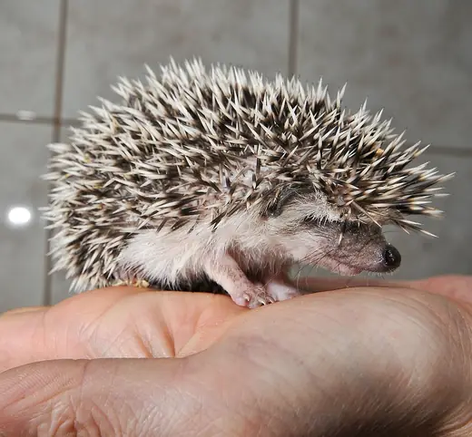 African pygmy hedgehog, photo 3 of 3