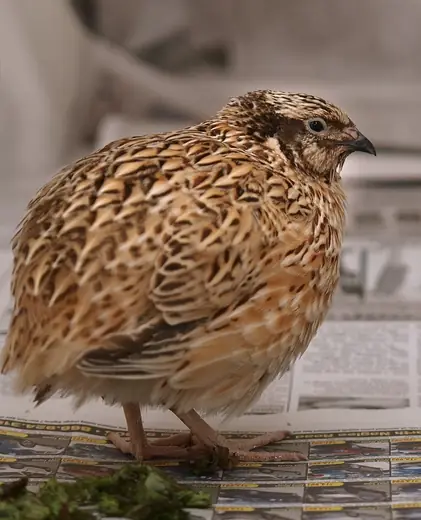 Japanese quail, photo 1
