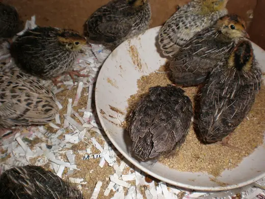 Japanese quail, photo 2
