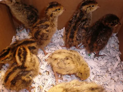 Japanese quail, photo 3