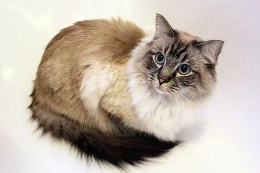 Ragdoll, photo 1 of 3