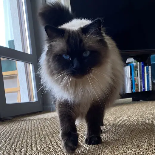 Ragdoll, photo 2 of 3