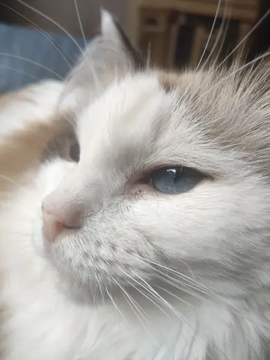 Ragdoll, photo 3 of 3