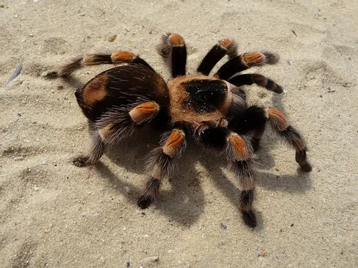 Mexican red-knee tarantula, photo 1 of 3