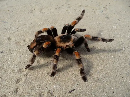 Mexican red-knee tarantula, photo 2 of 3