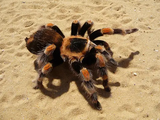 Mexican red-knee tarantula, photo 3 of 3