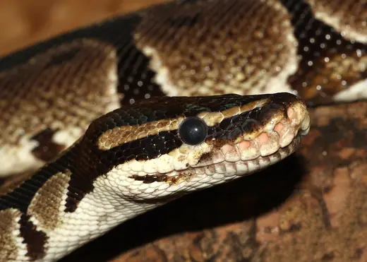 Royal python, photo 1