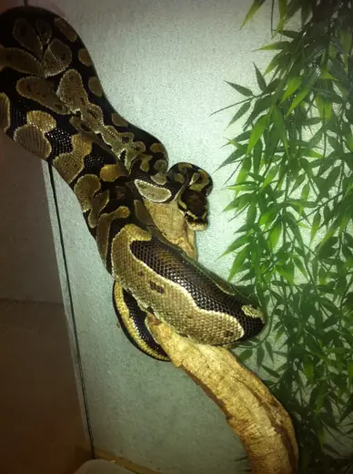 Royal python, photo 2
