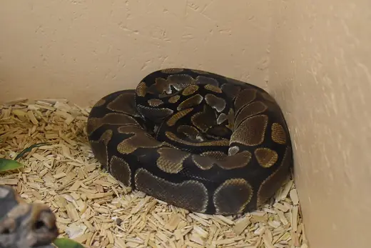 Royal python, photo 3