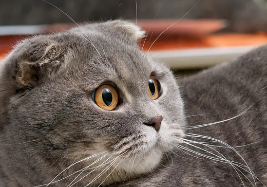 Scottish fold, photo 1 of 3