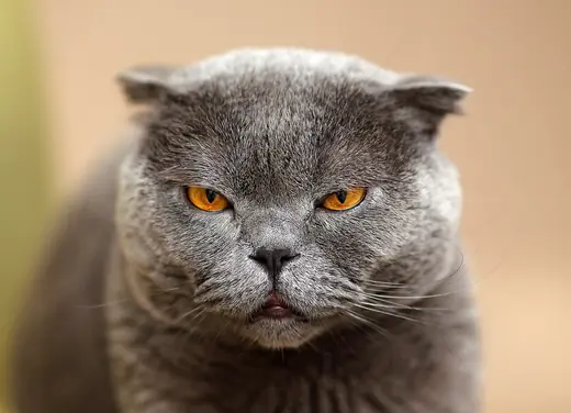 Scottish fold, photo 2 of 3