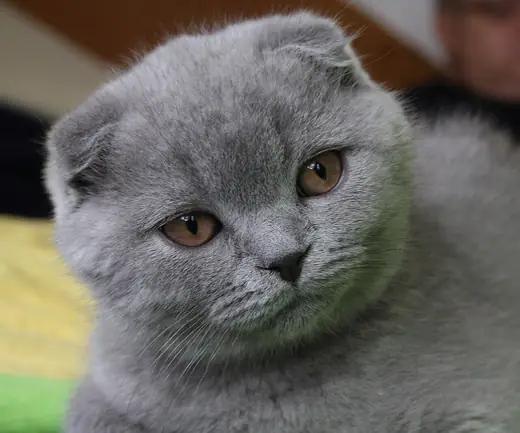 Scottish fold, photo 3 of 3