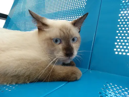 Siamese, photo 1 of 3