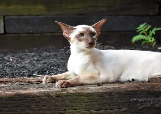 Siamese, photo 2 of 3
