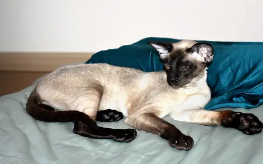 Siamese, photo 3 of 3