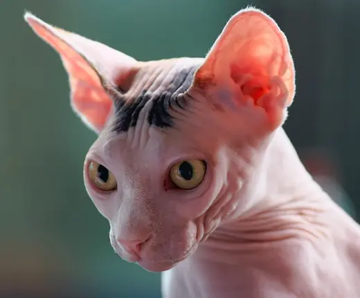 Sphynx, photo 1 of 3