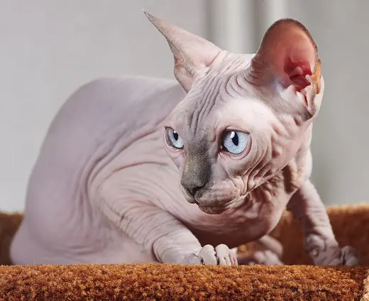 Sphynx, photo 2 of 3