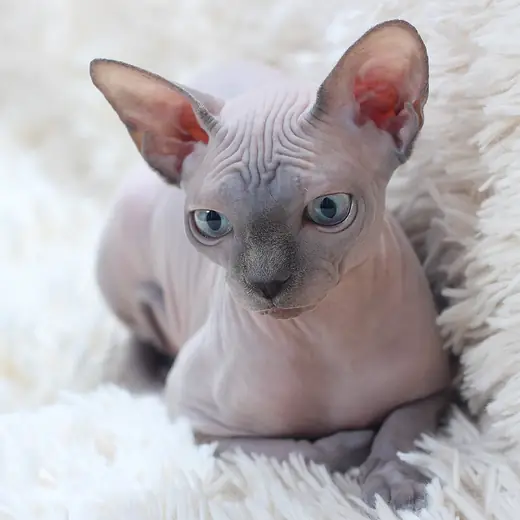 Sphynx, photo 3 of 3