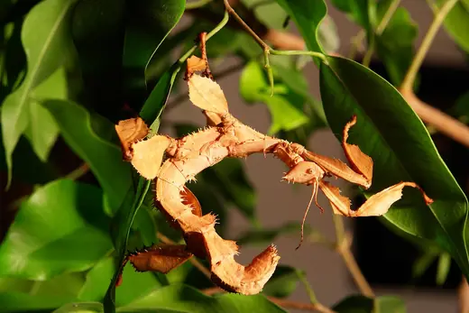 Giant prickly stick insect, photo 1 of 3