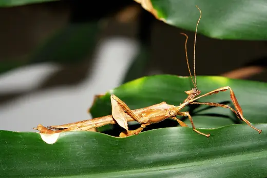 Giant prickly stick insect, photo 2 of 3