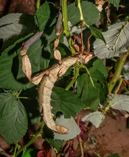 Giant prickly stick insect, photo 3 of 3