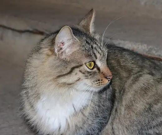 Tabby cat, photo 1 of 3