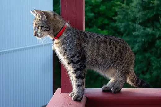 Tabby cat, photo 2 of 3