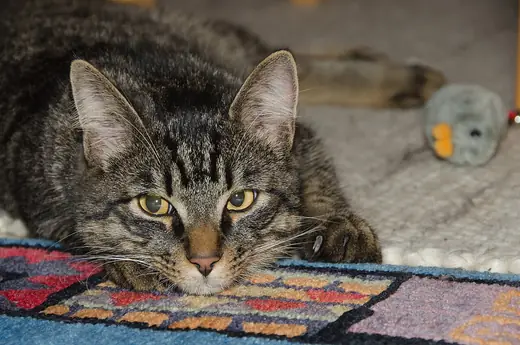 Tabby cat, photo 3 of 3