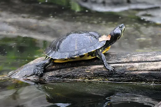 Yellow-bellied slider, photo 1 of 3