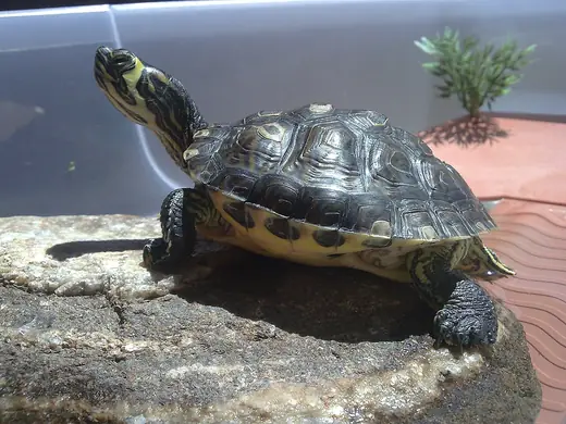 Yellow-bellied slider, photo 2 of 3