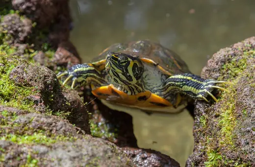 Yellow-bellied slider, photo 3 of 3